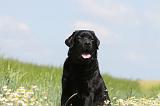 LABRADOR 381
